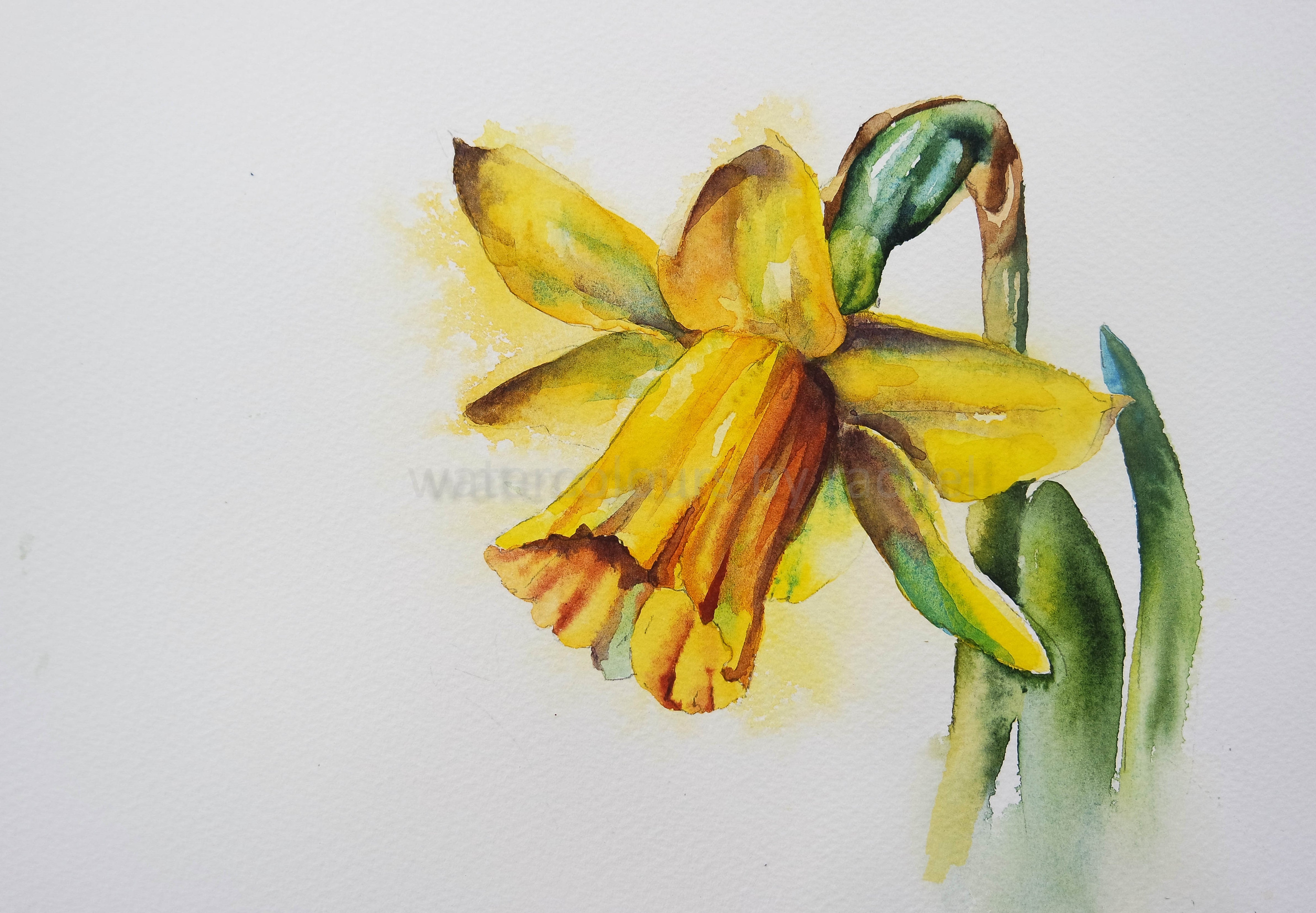 How to paint a daffodil ( or yellows are very tricky) – watercolours by  rachel