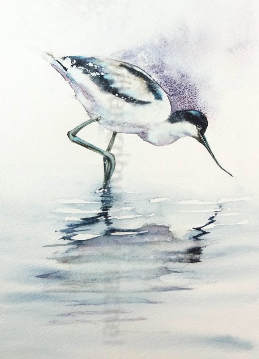 On Reflection ( Avocet)