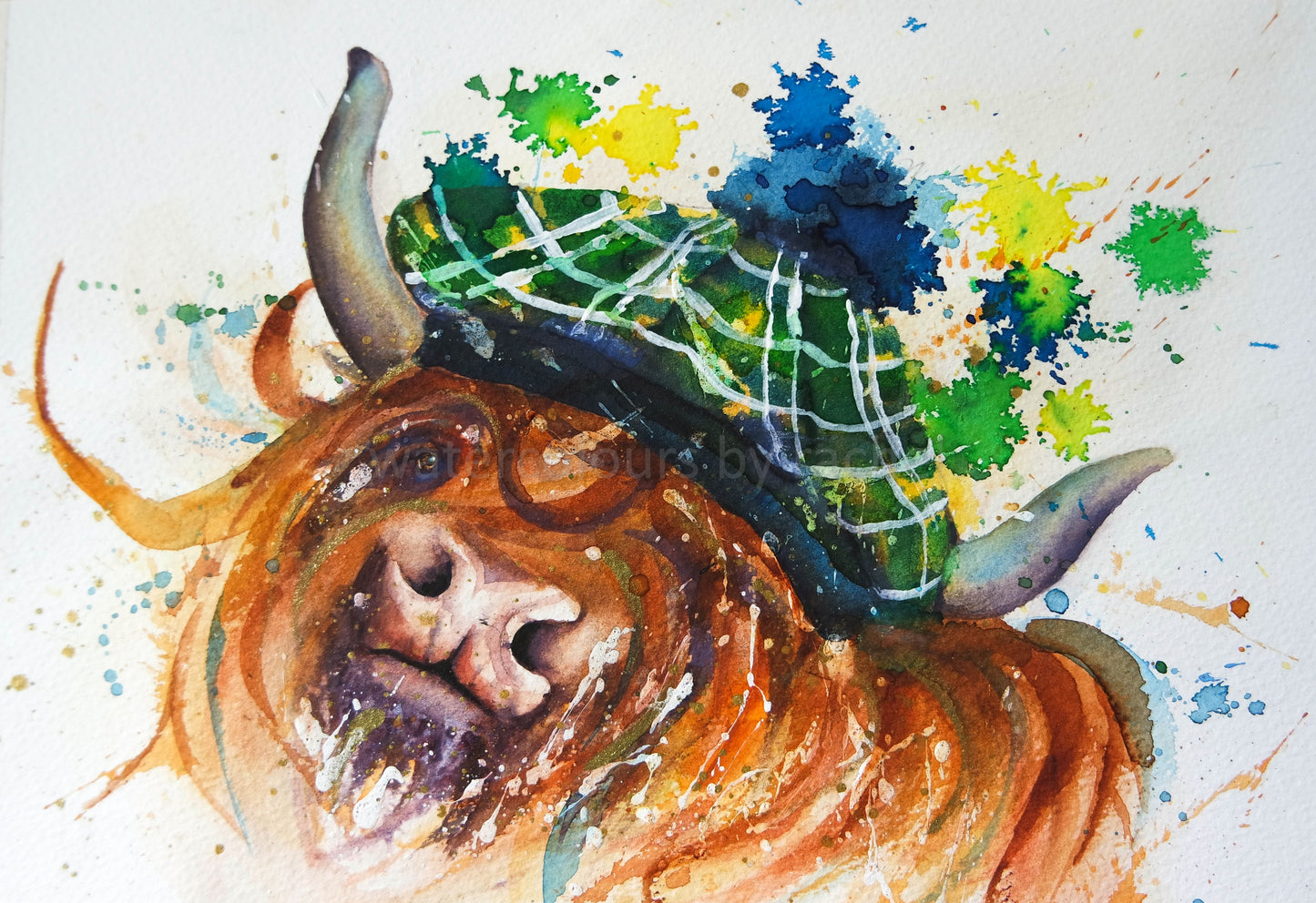 Angus the Highland Coo