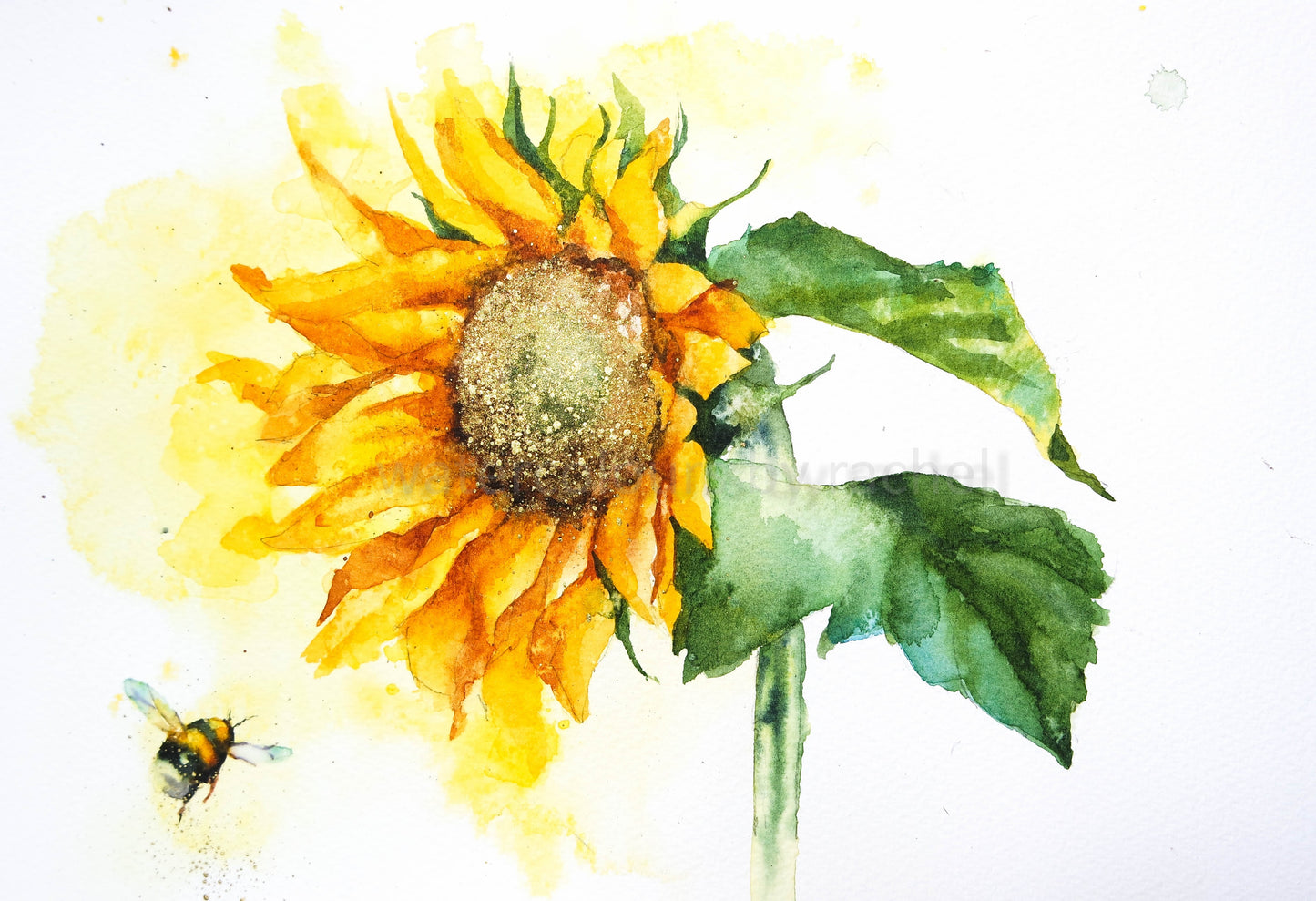 Sunflower sunshine