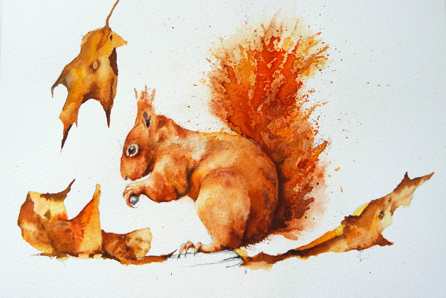 Red Squirrel “I'm so glad I live in a world where there are Octobers.”