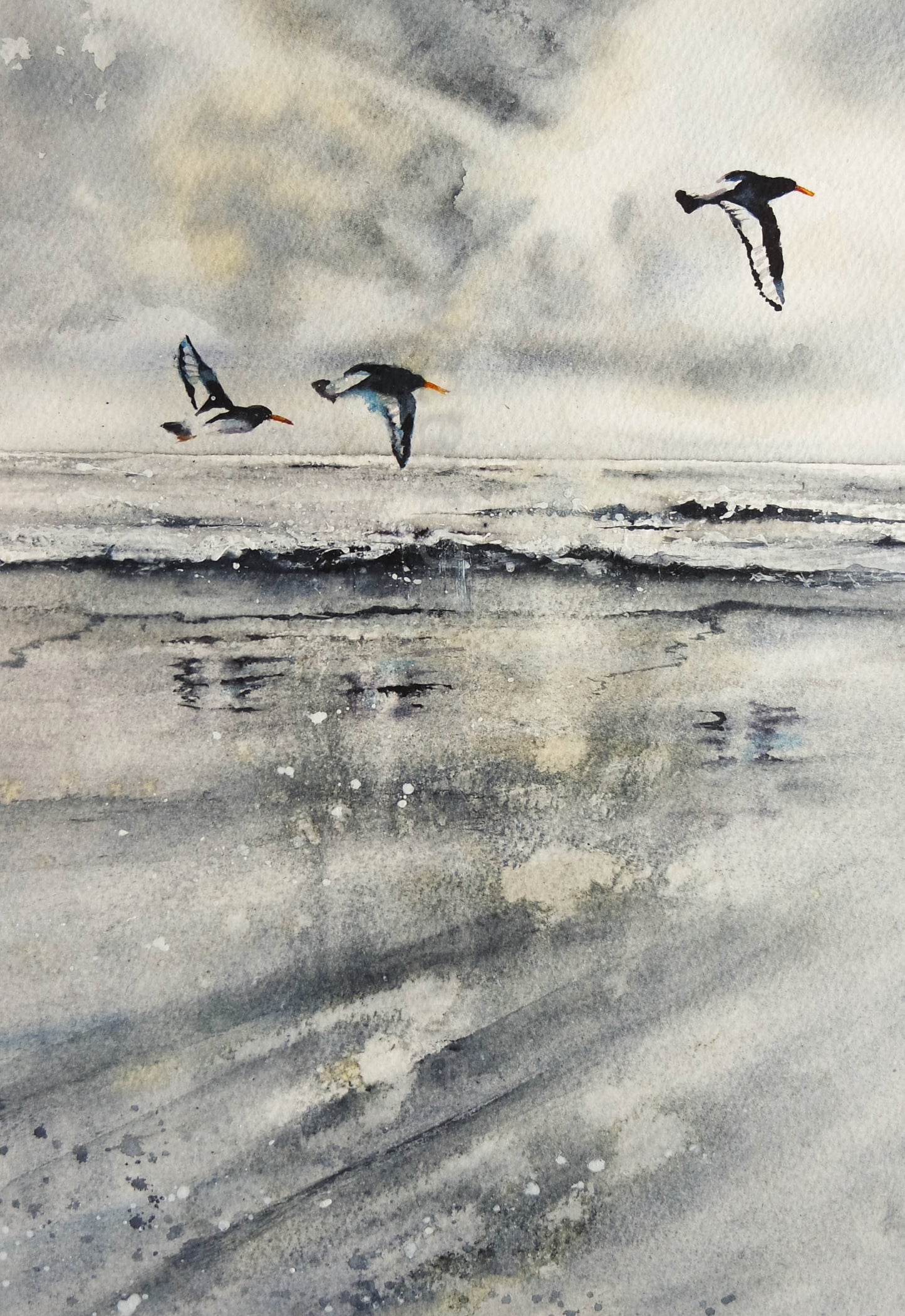 Oystercatchers
