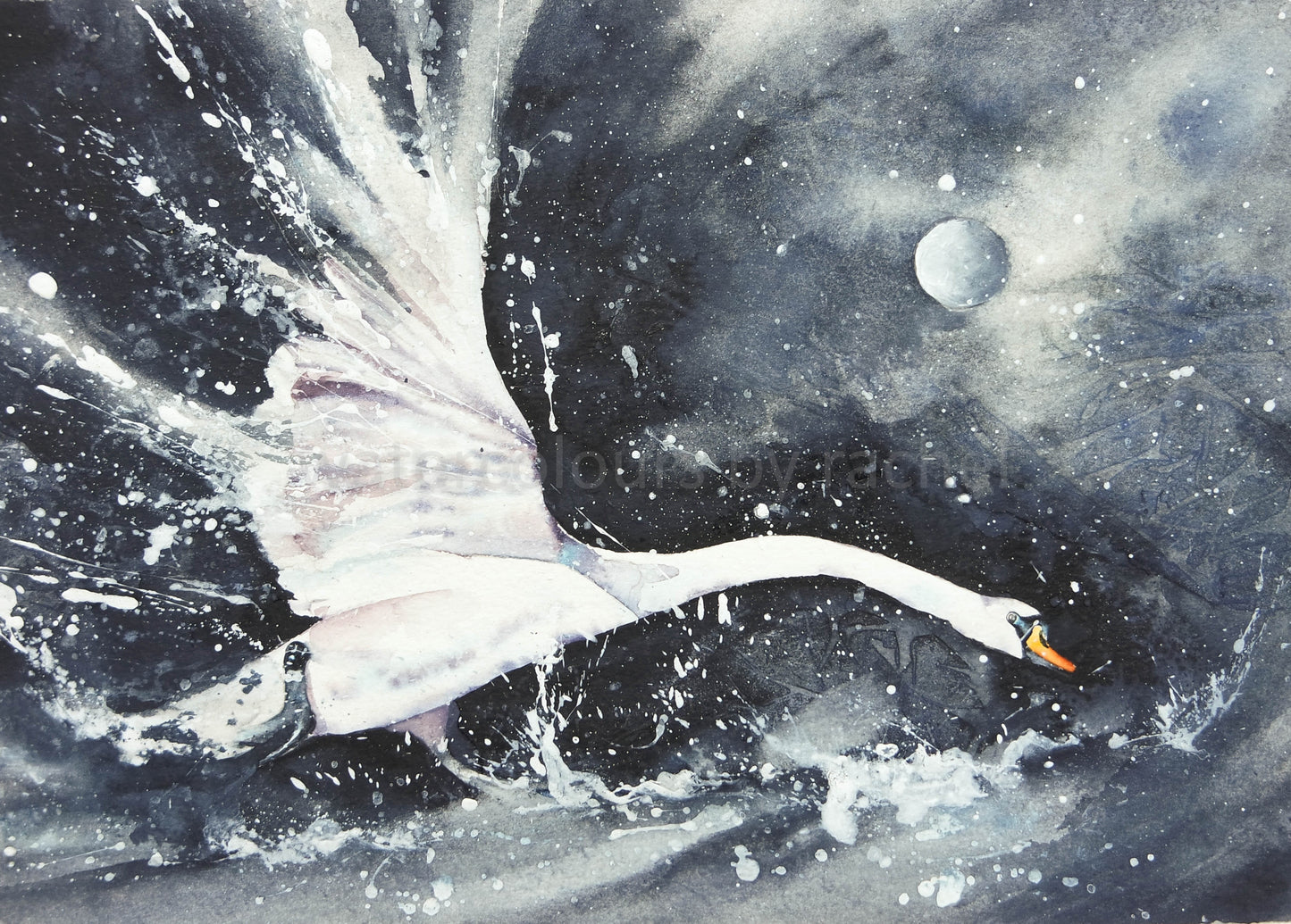 Wild Swan