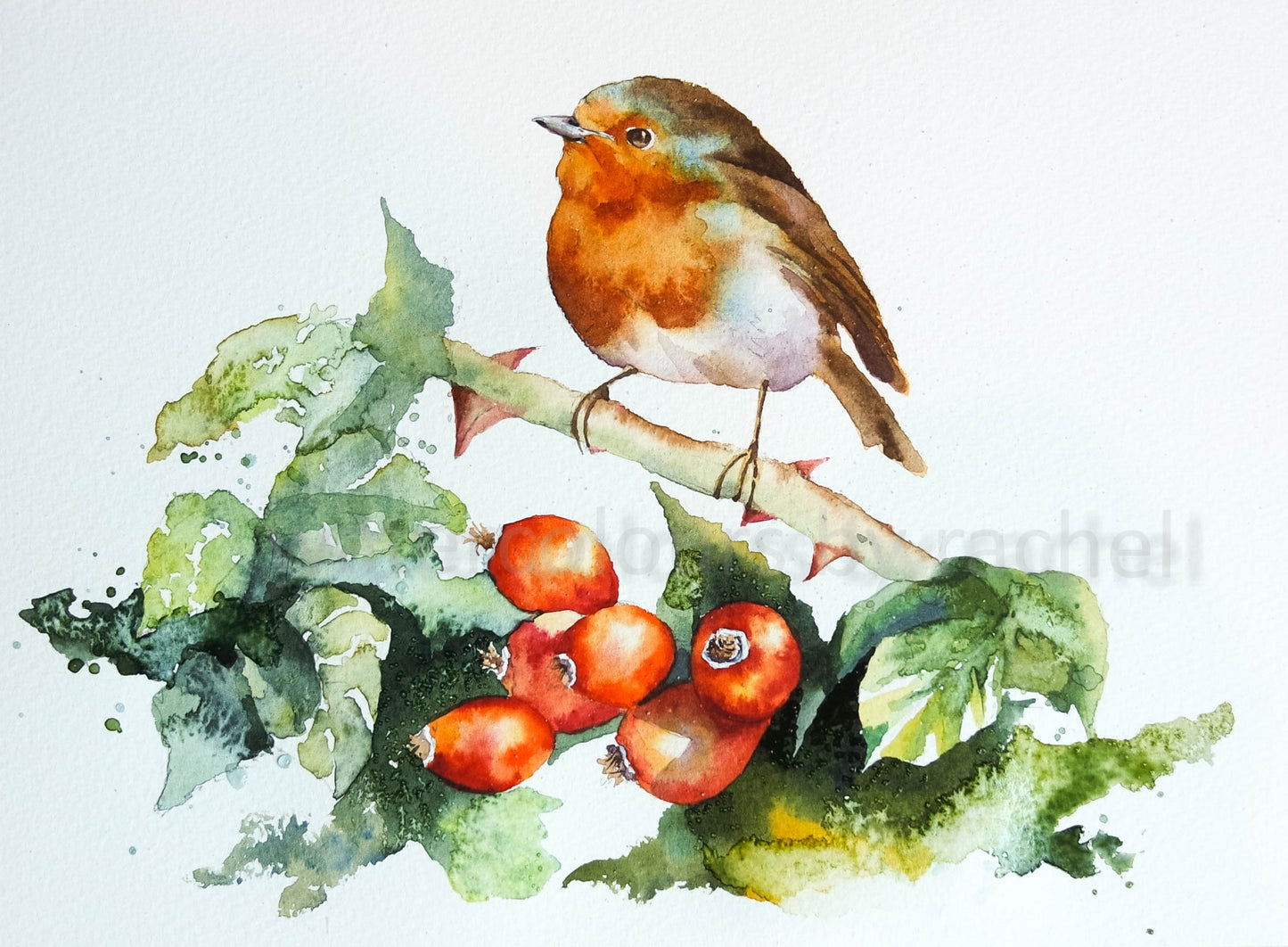 Robin on Rosehips