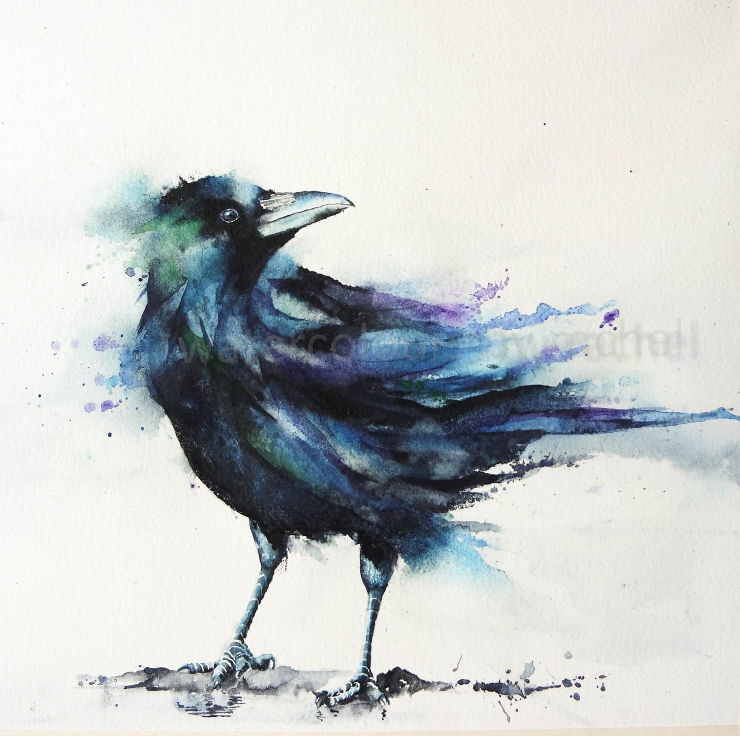 It wasn't me ( crow)