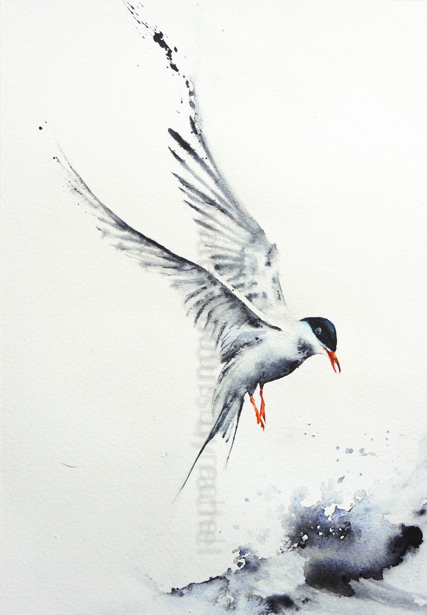 Artic Tern