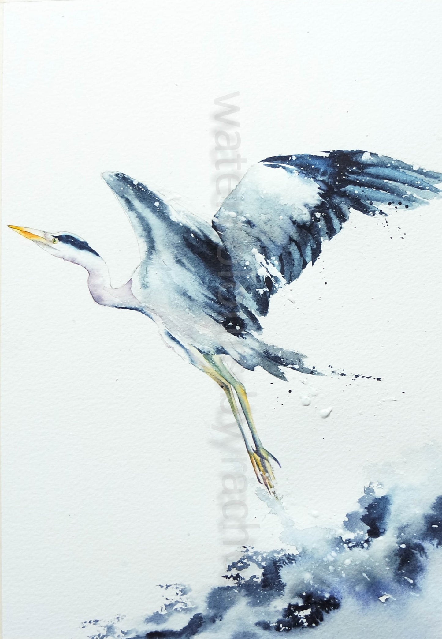Heron in flight