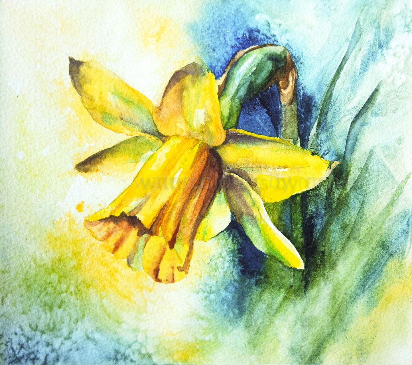 Daffodil