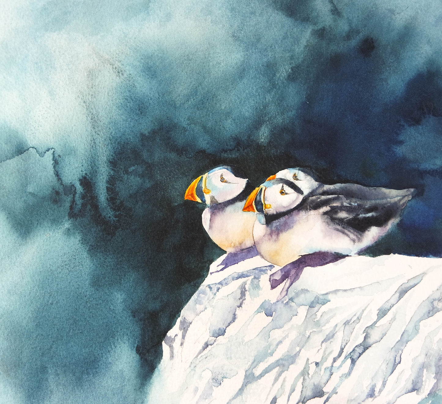 Puffins Rock !