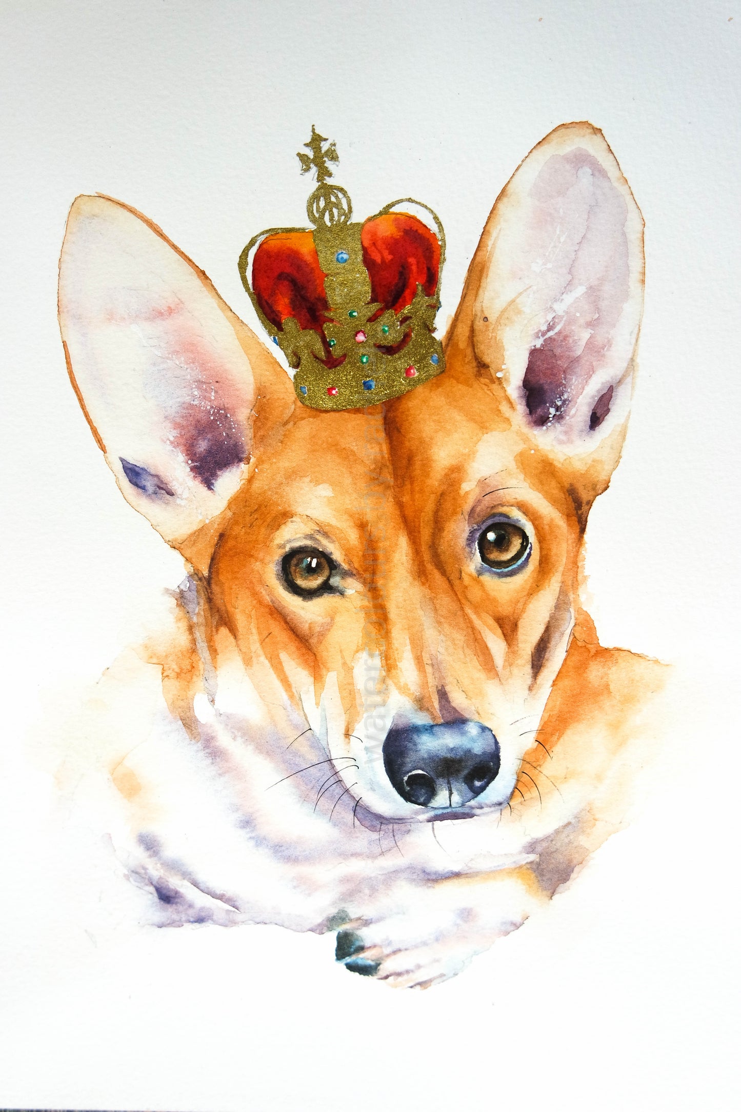 Hamish the highland cow and friends