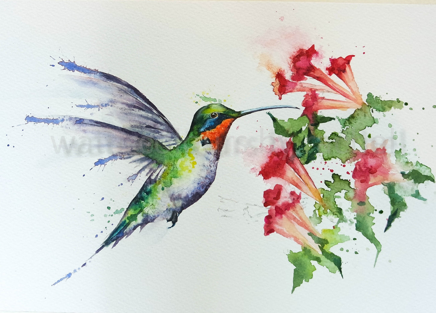 Humming Bird