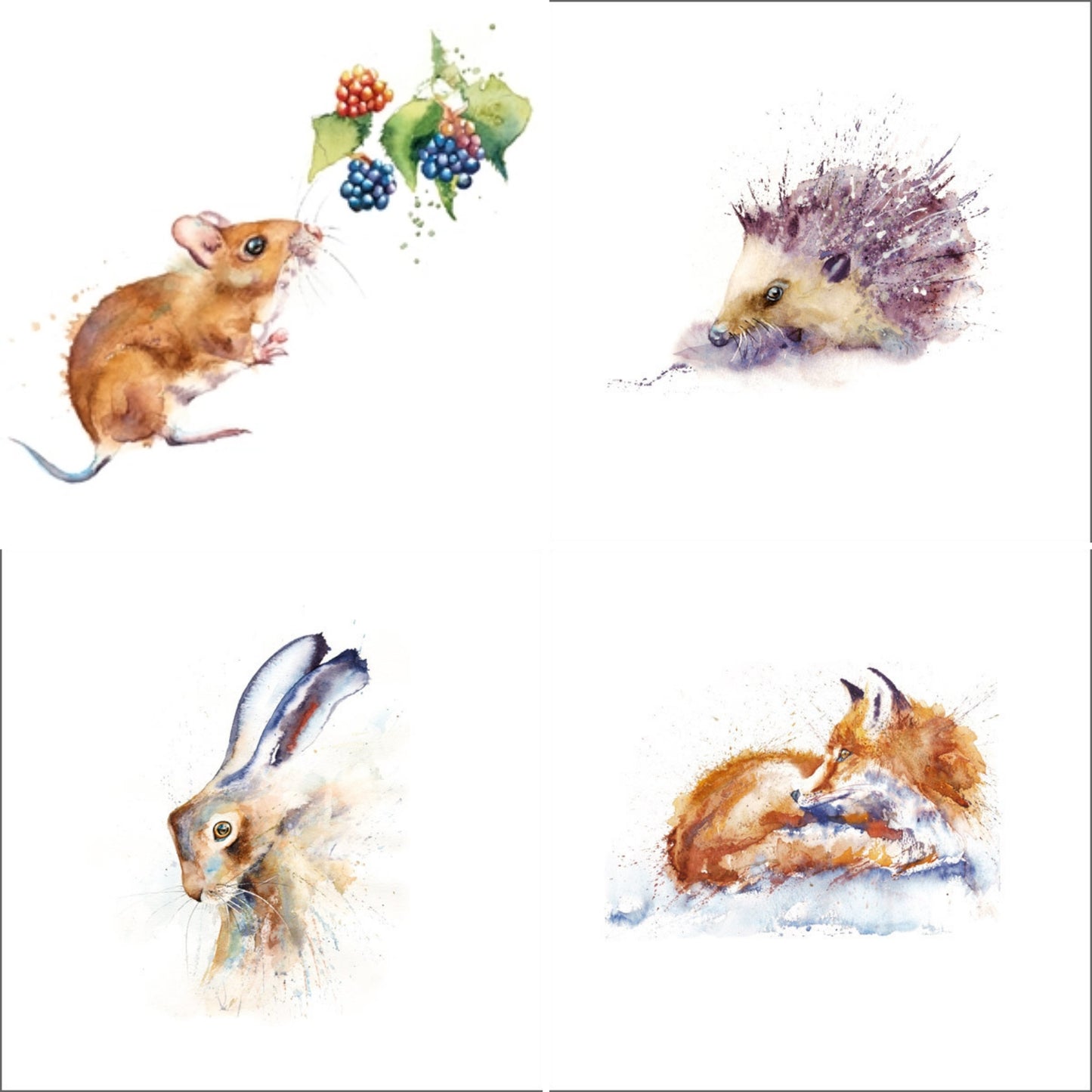 Favourite British Wildlife