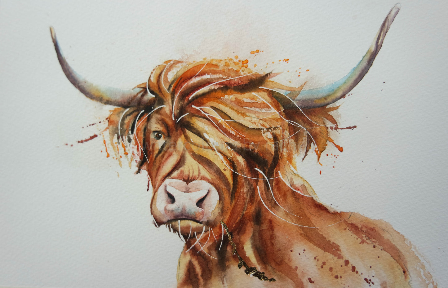 Hamish the Highland Cow