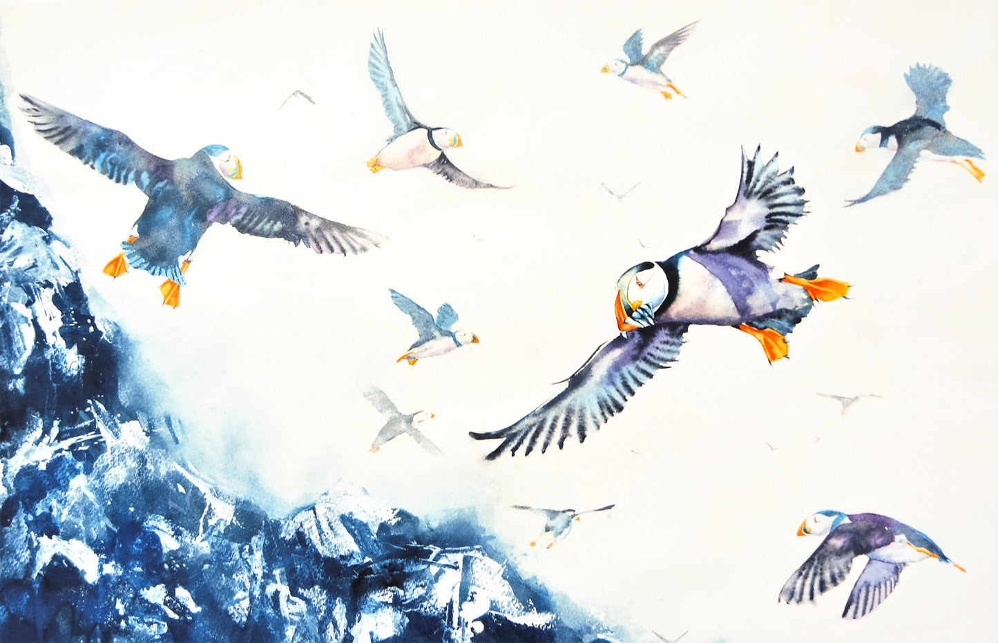 A circus of puffins