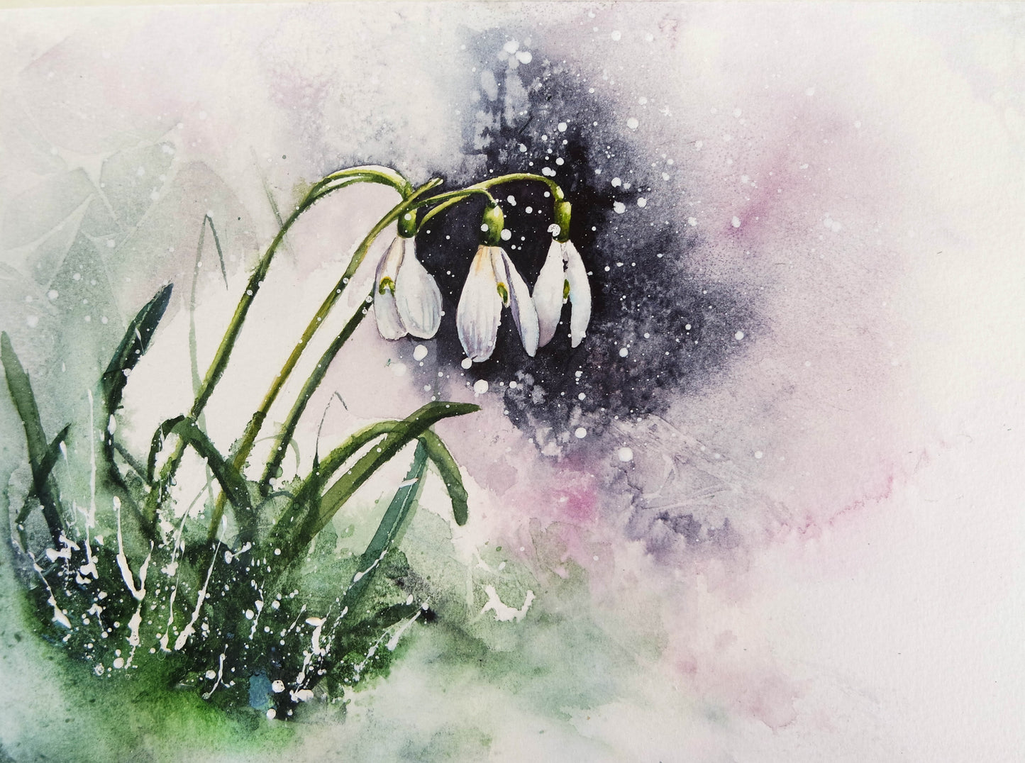Snowdrops ....Theirs is a fragile but hardy celebration