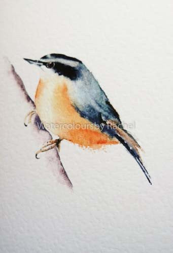 nuthatch