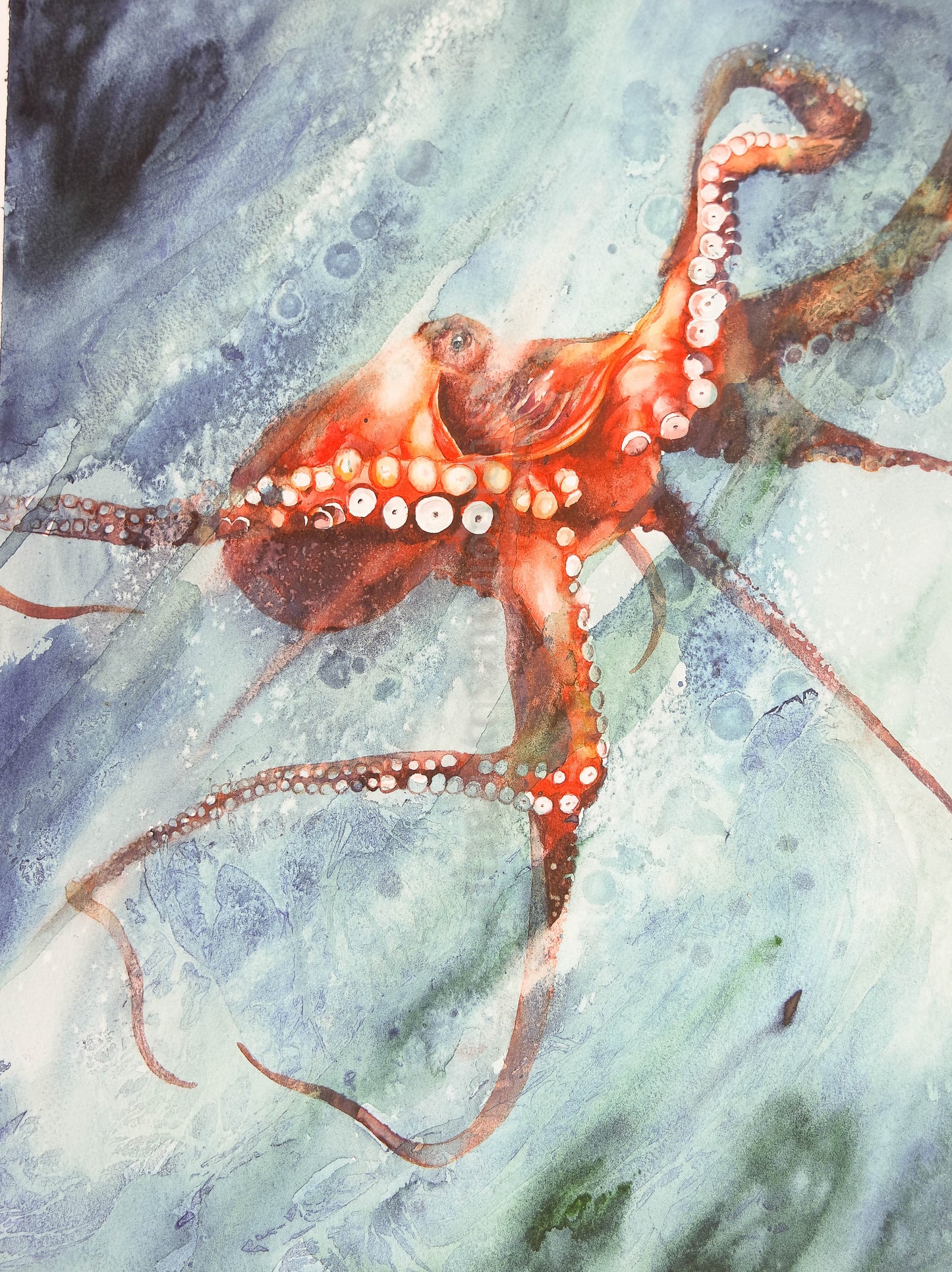 Rachel's wildlife artist of the year pieces ...crow, hare, bee and octopus