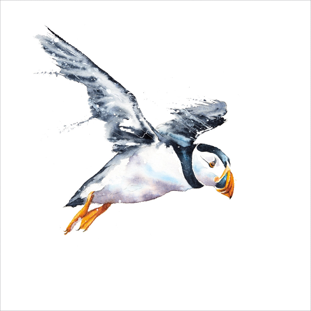 British Birds