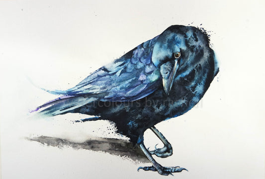 Crow Black
