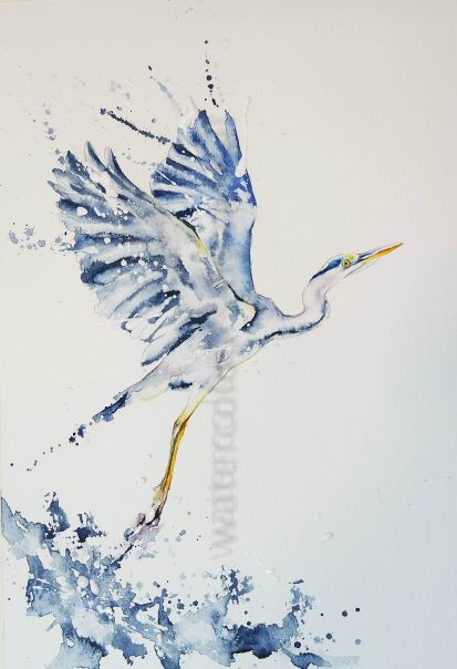 Painting a Heron taking off !