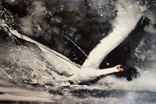 Swan landing....