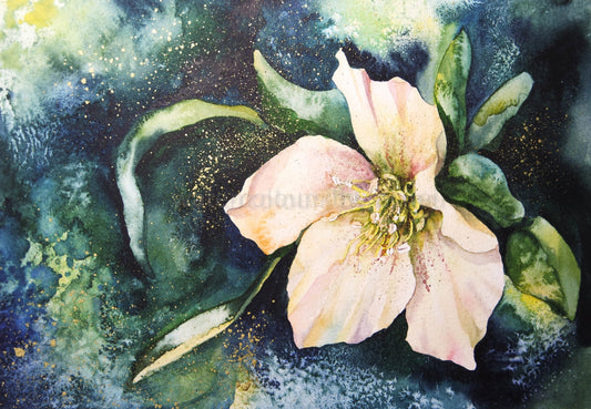 Hellebore, throwing everything at it !