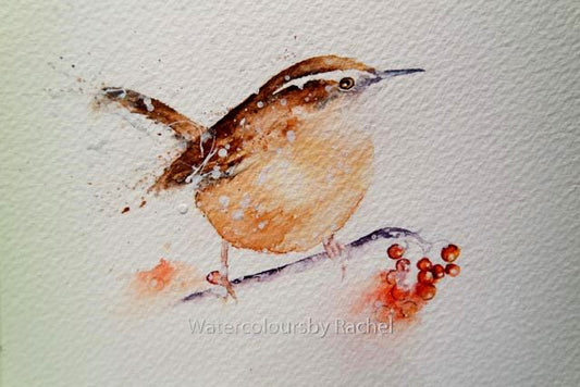 Painting a wren