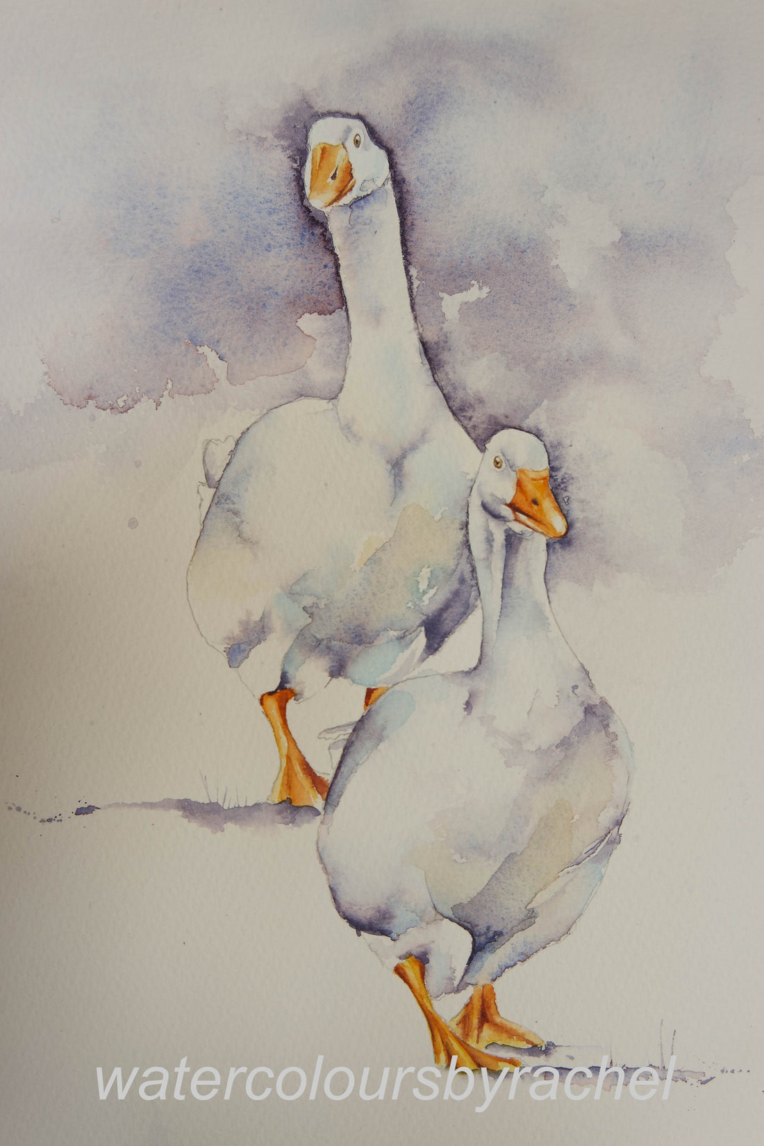 Two Ducks....
