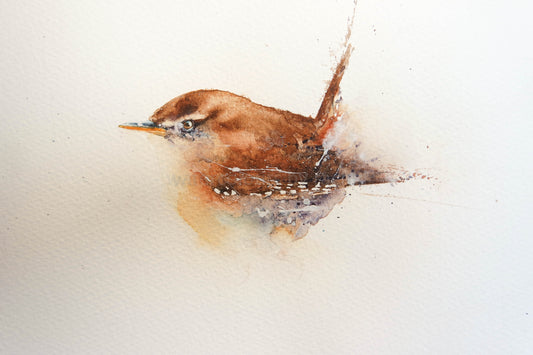 Birds , birds, and more birds