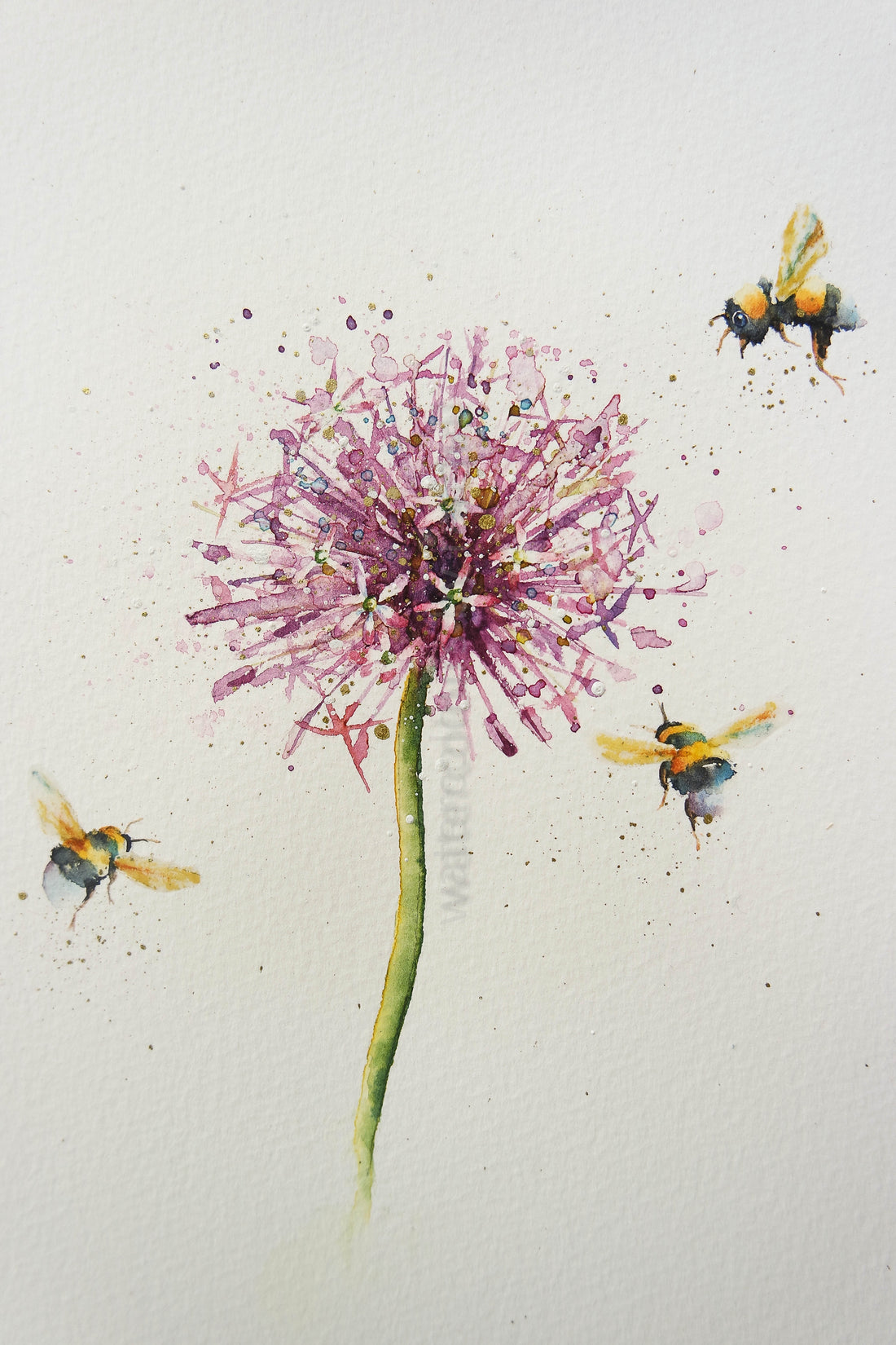 Allium