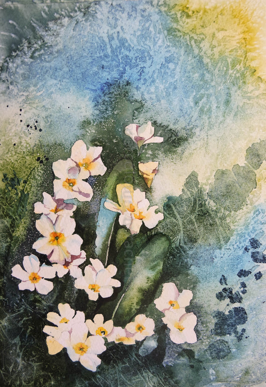 Primroses