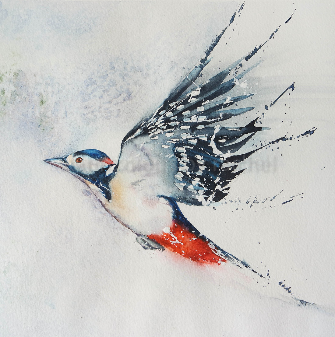 A woodpecker mid flight.