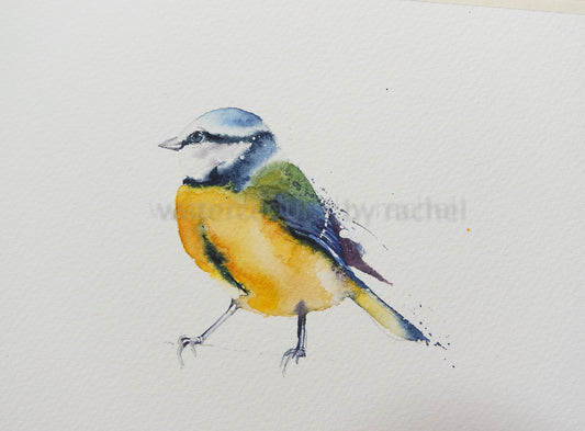 A quick little blue tit