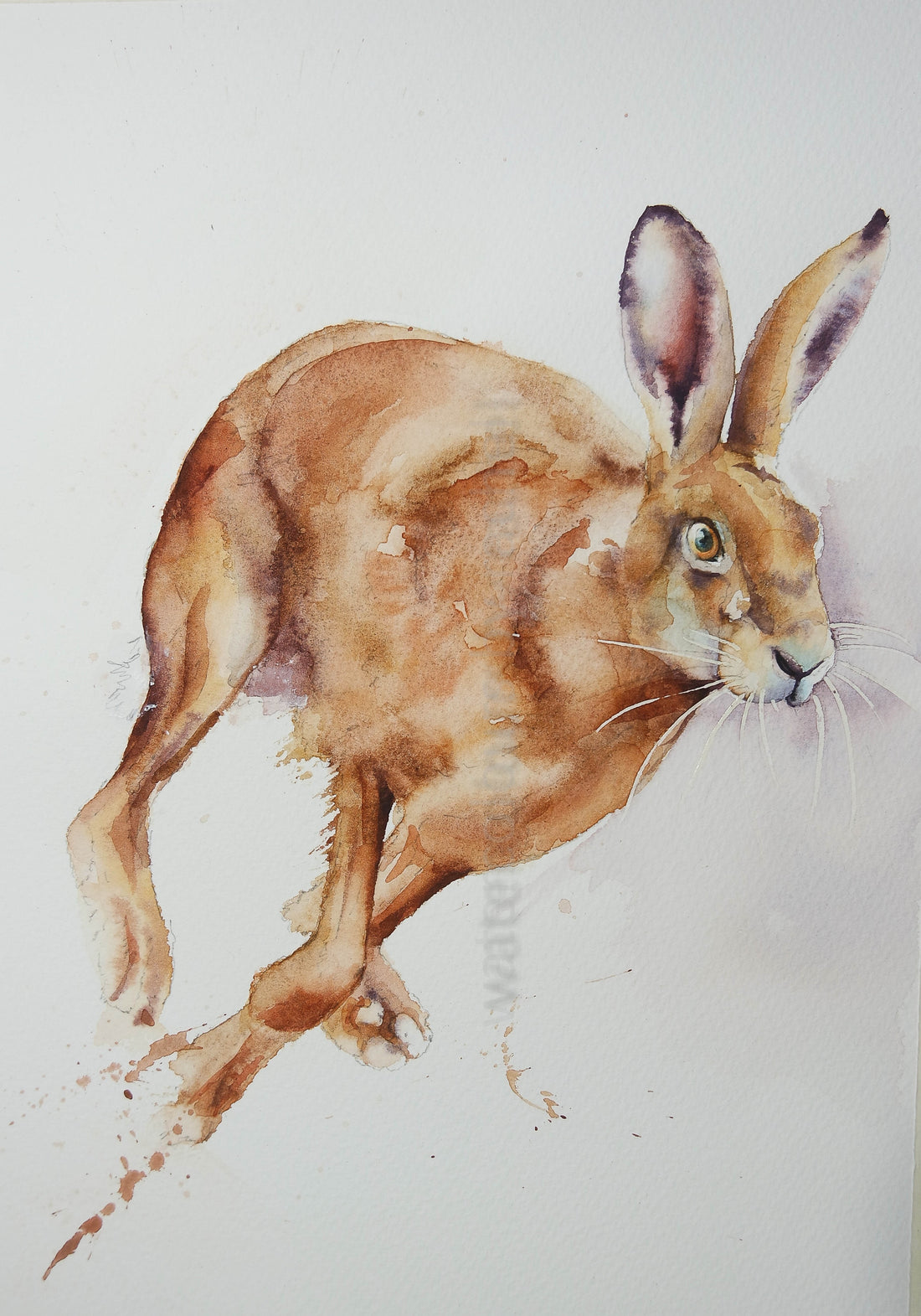 A running hare