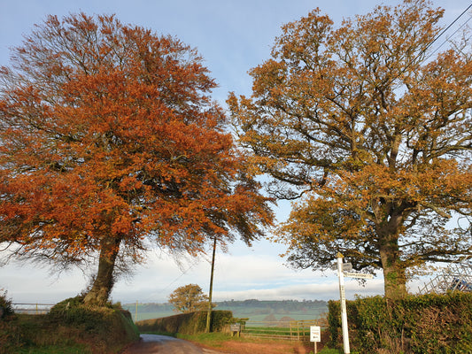 Flying into autumn, (painting a pheasant)