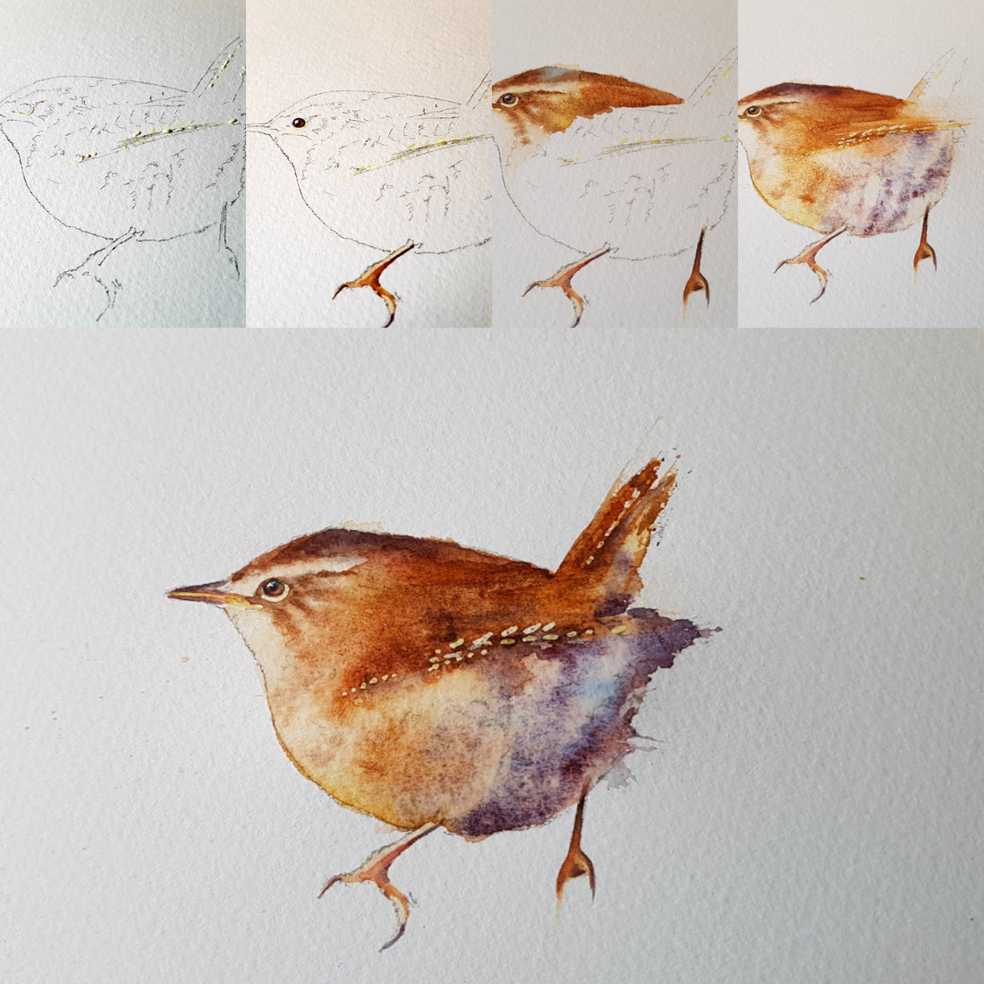 A wren painting in 5 detailed steps....