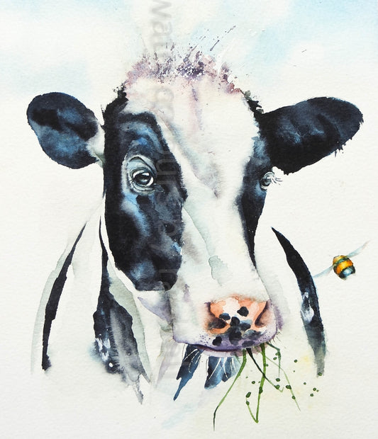 Dandelion the friendly  Friesian cow