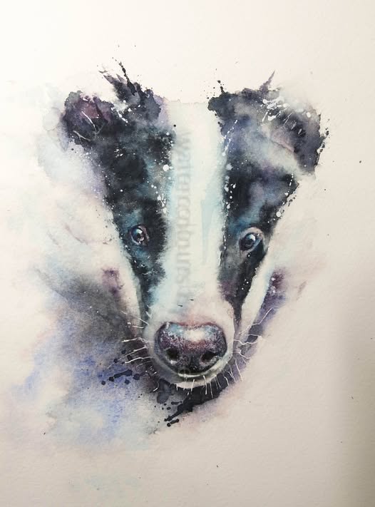 Mr Badger