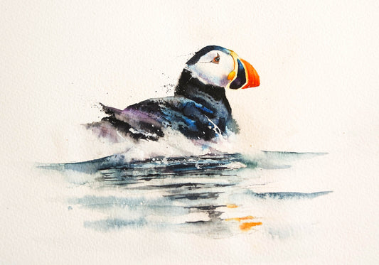 Puffin reflection  ( Limited Edition Print )