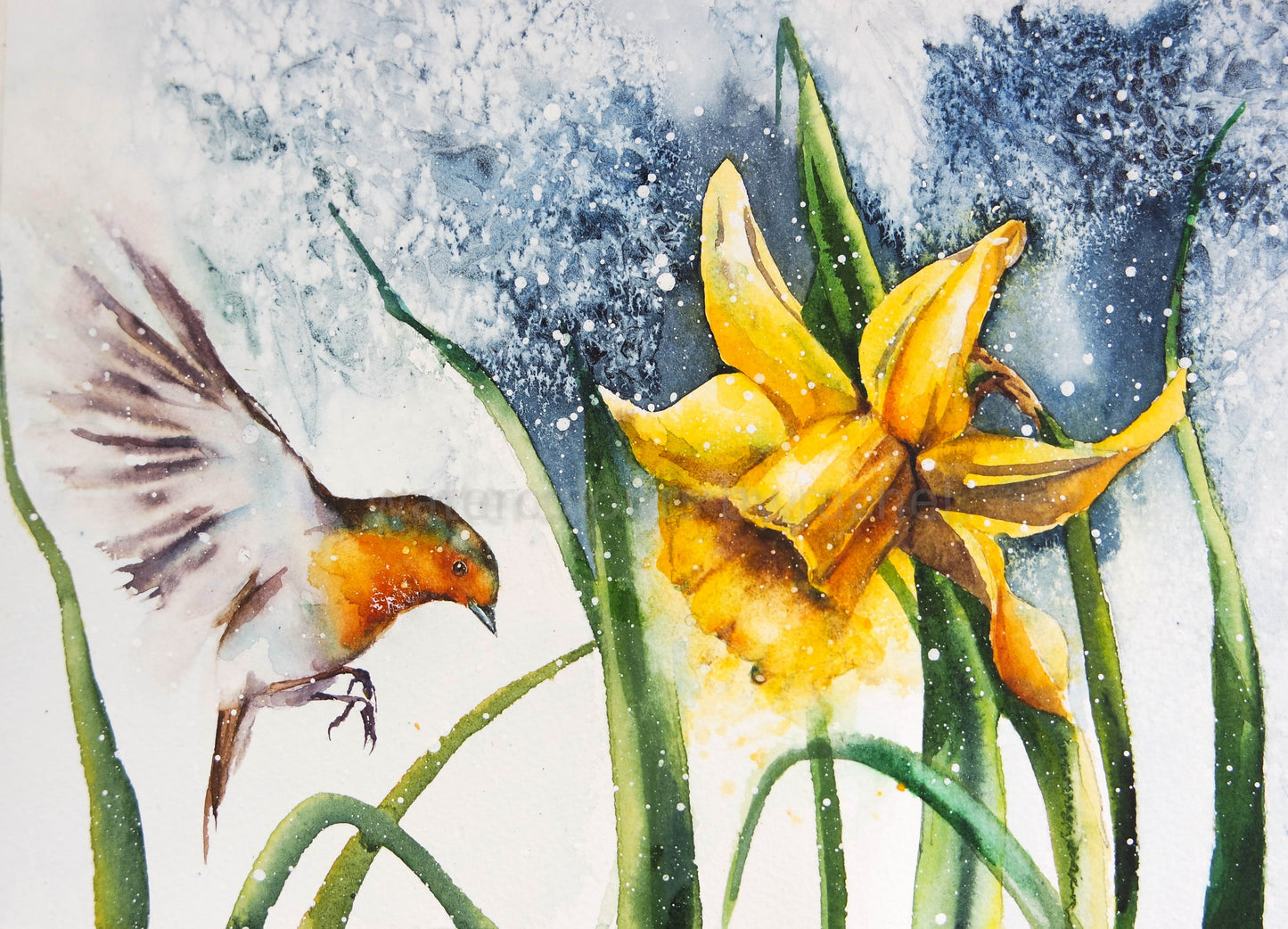 Spring robin, and a daffodil
