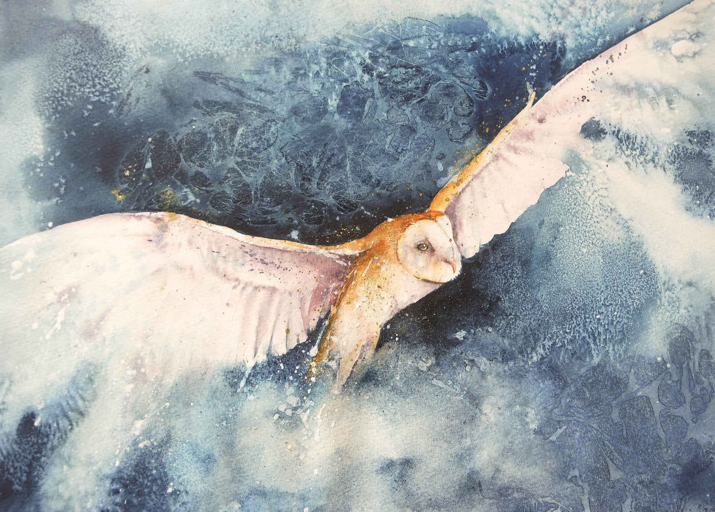 Fly high, above the clouds ( Barn Owl )