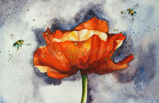 Summer Poppy