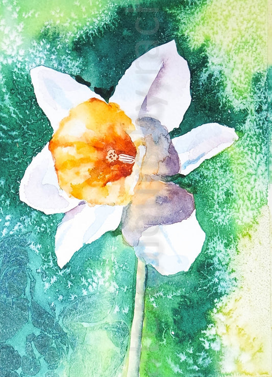 ***Spring Sale*** Daffodil  1.