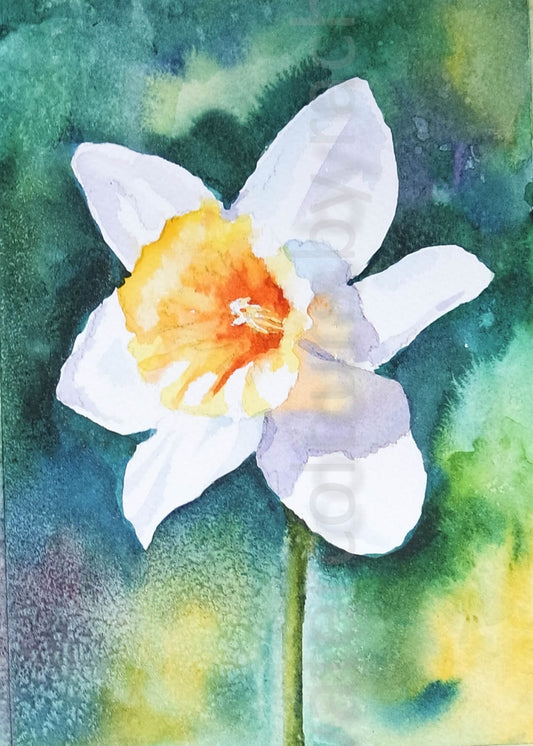 Daffodil  2.