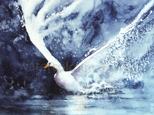 Splashdown !  ( swan)