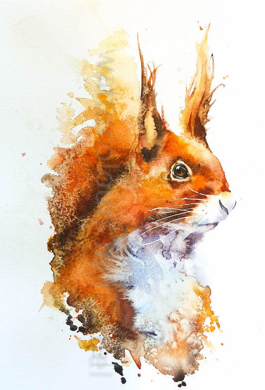 Red squirrel