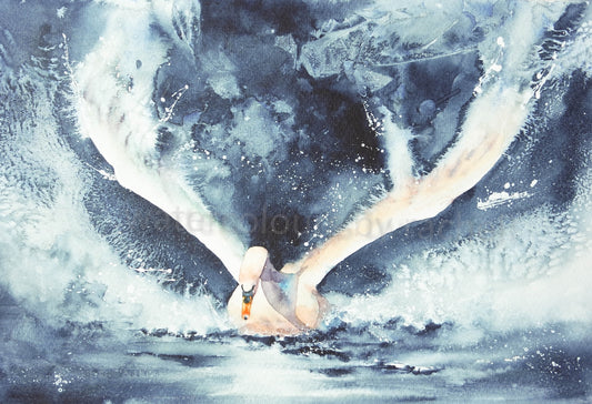 Splashdown !  ( swan)