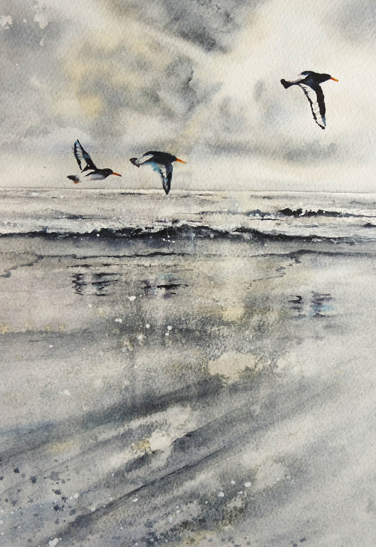Oystercatchers