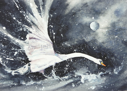 Wild Swan