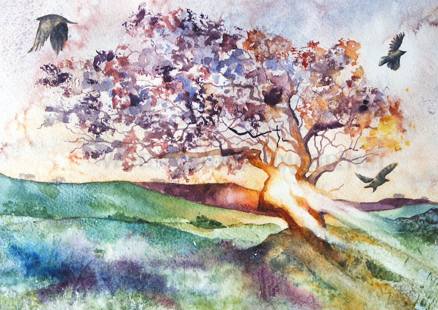 ***CHRISTMAS SPECIAL Dartmoor Sunlight